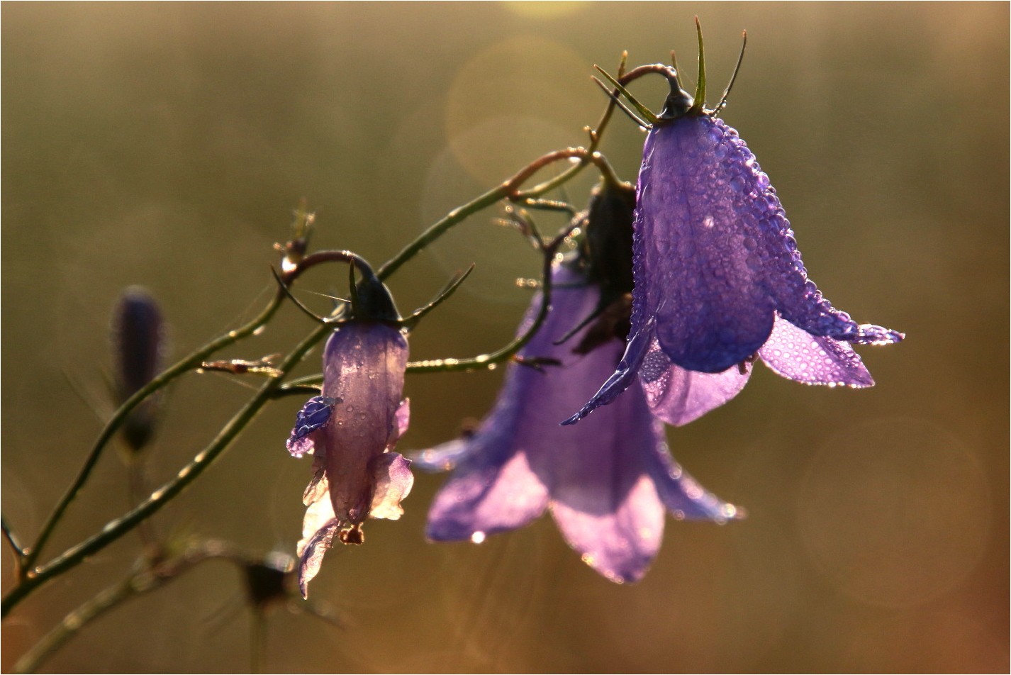 Oktoberblumen (4)