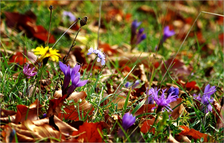 Oktoberflora