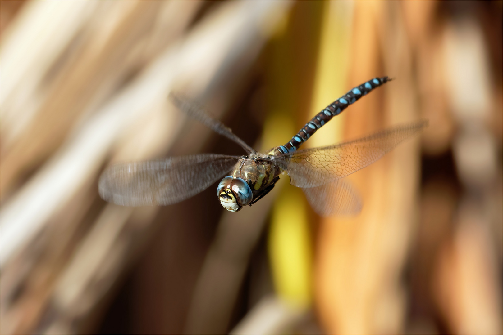 Oktoberfreude - Herbstmosaikjungfer (Aeshna mixta)