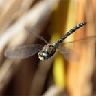 Oktoberfreude - Herbstmosaikjungfer (Aeshna mixta)