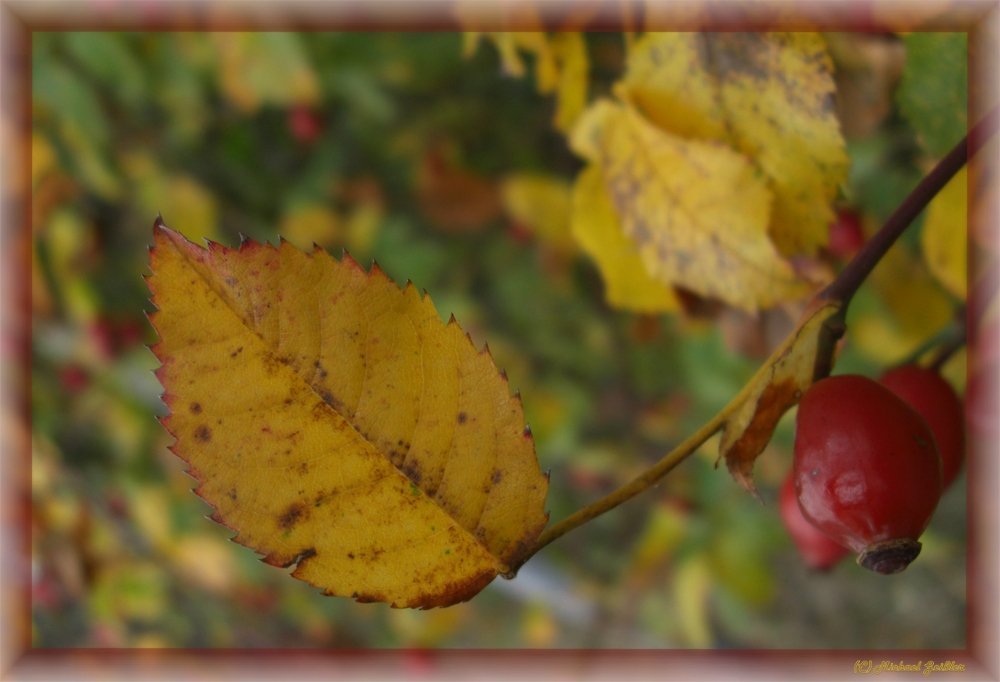 OktoberFrucht