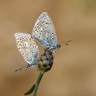 Oktoberhelden - Hauhechel-Bläulinge - Polyommatus icarus