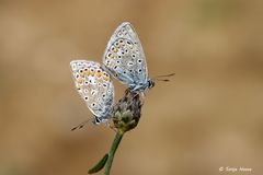 Oktoberhelden - Hauhechel-Bläulinge - Polyommatus icarus