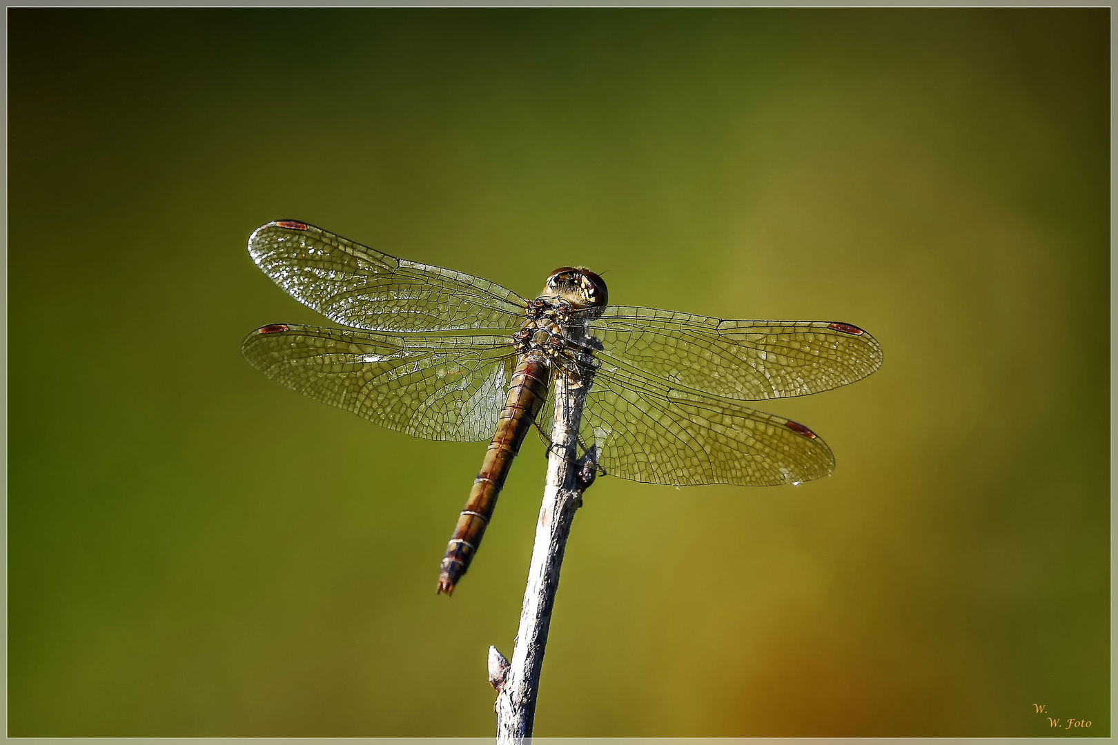 Oktober.Libelle