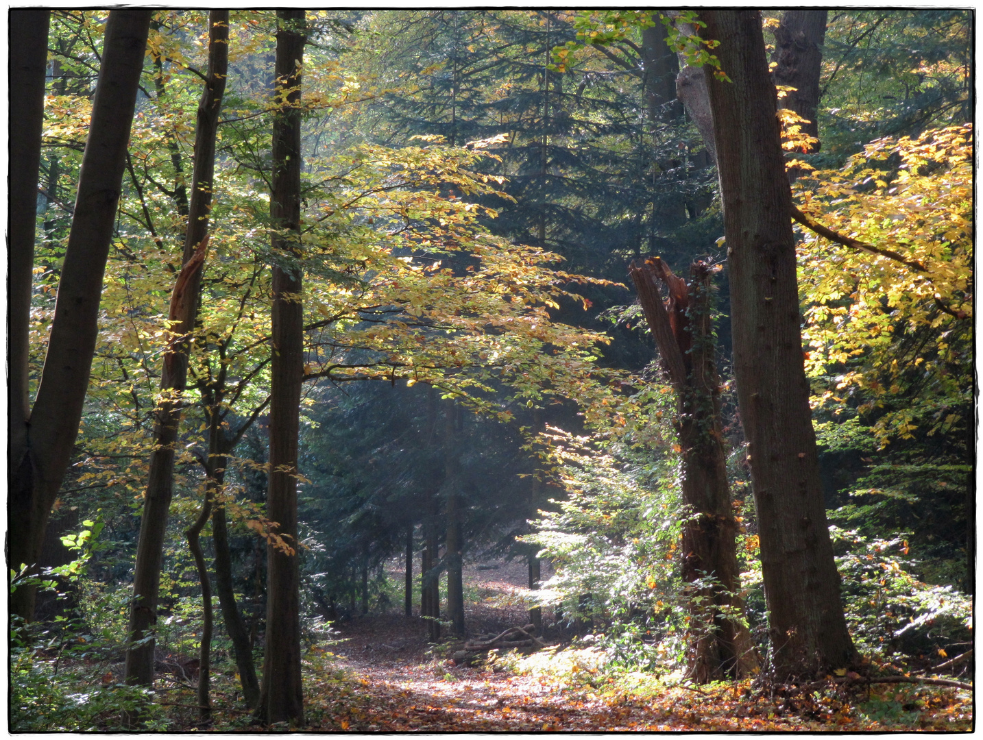 Oktoberlicht