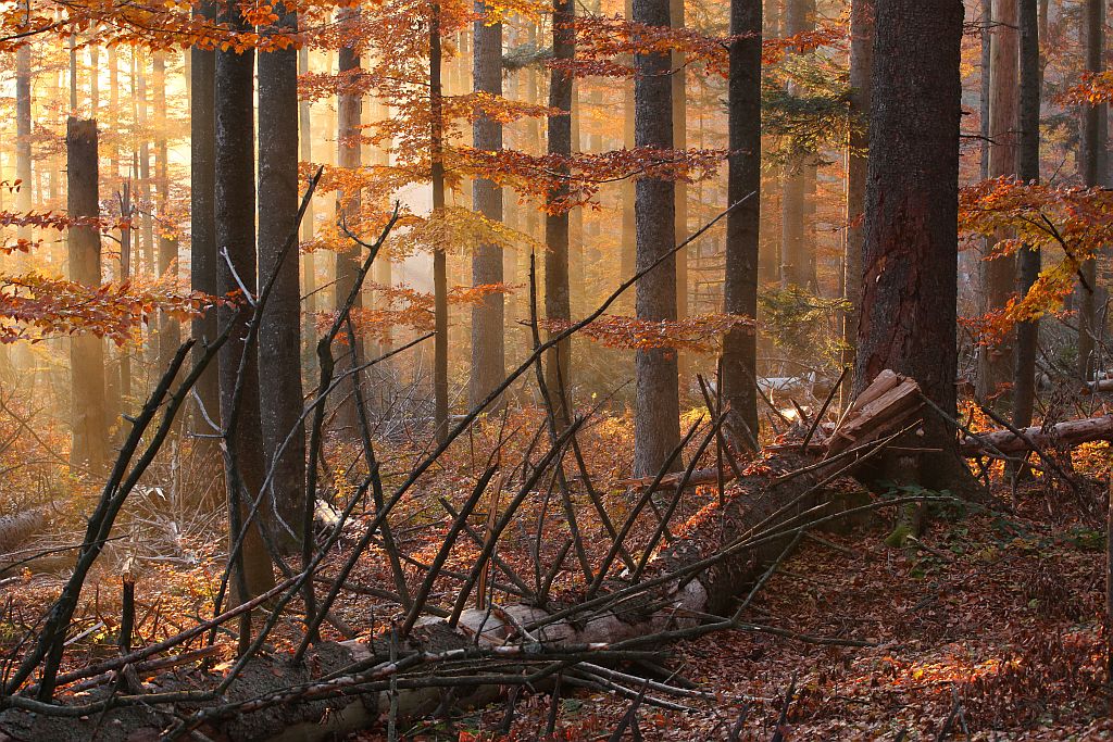 oktoberlicht