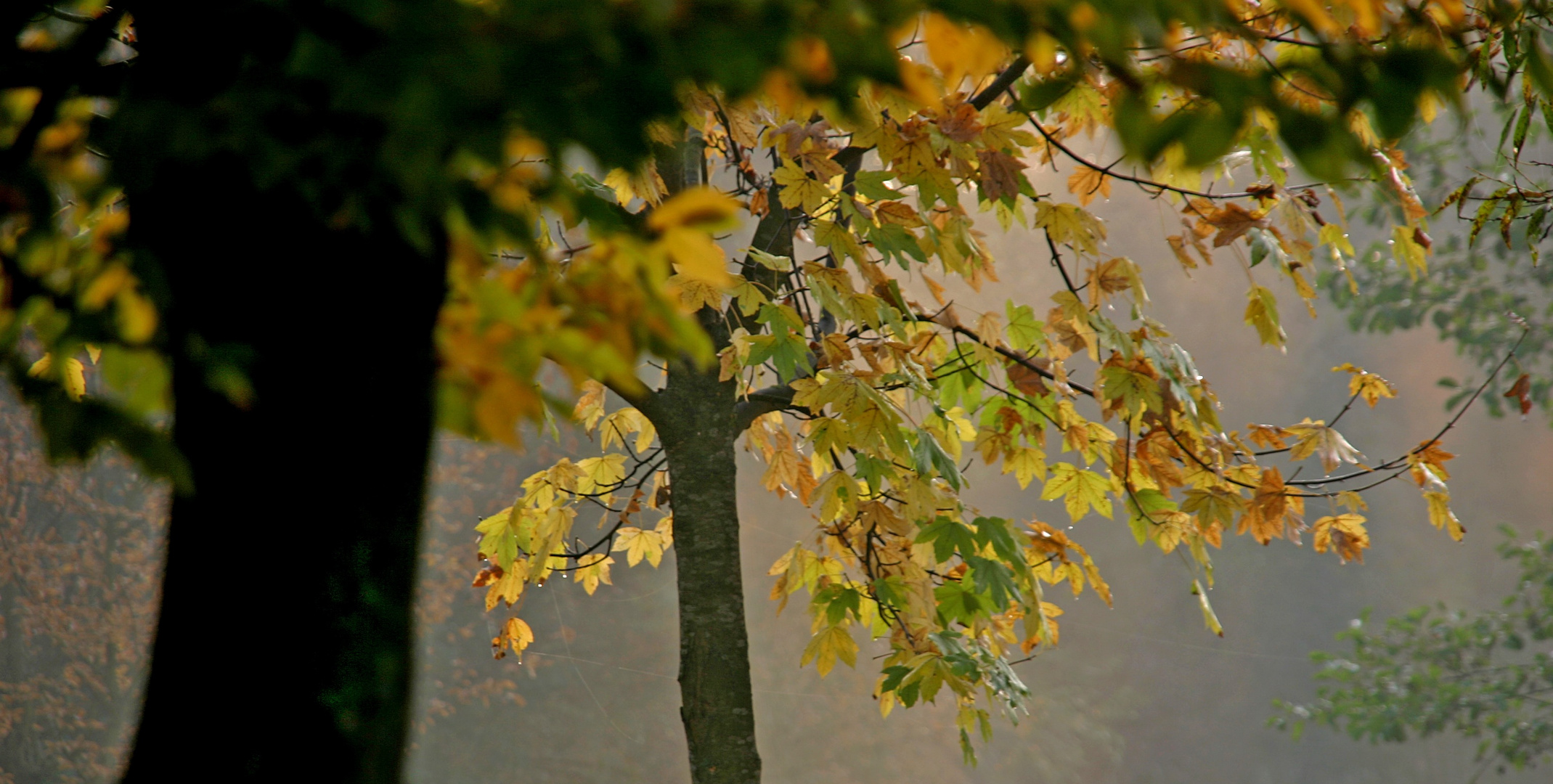 Oktoberlicht