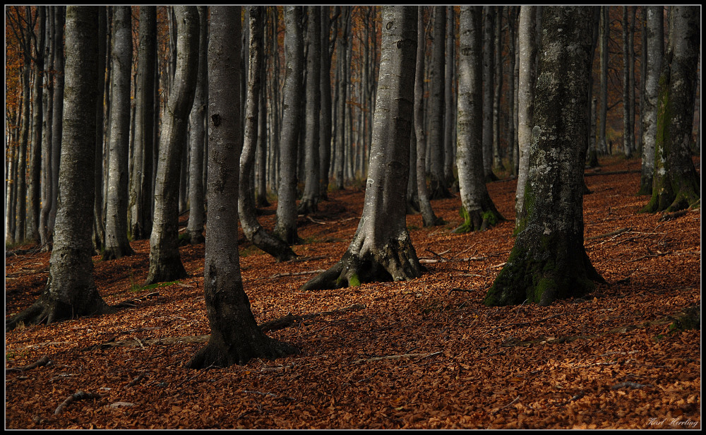 Oktoberlicht