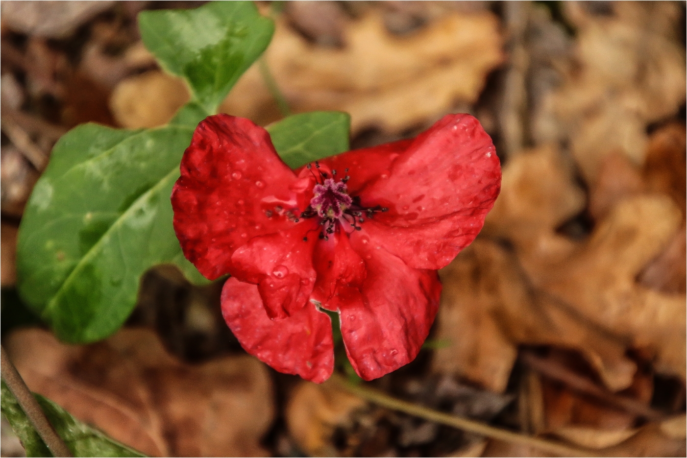 Oktobermohn (1)