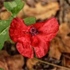 Oktobermohn (1)