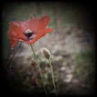 .oktober.mohn.