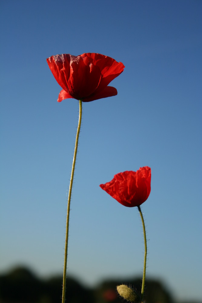 Oktobermohn