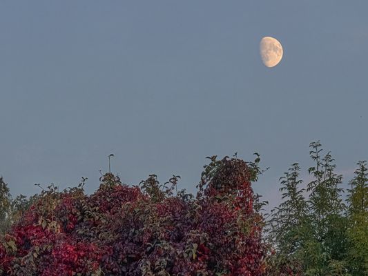 Oktobermond überm wilden Wein
