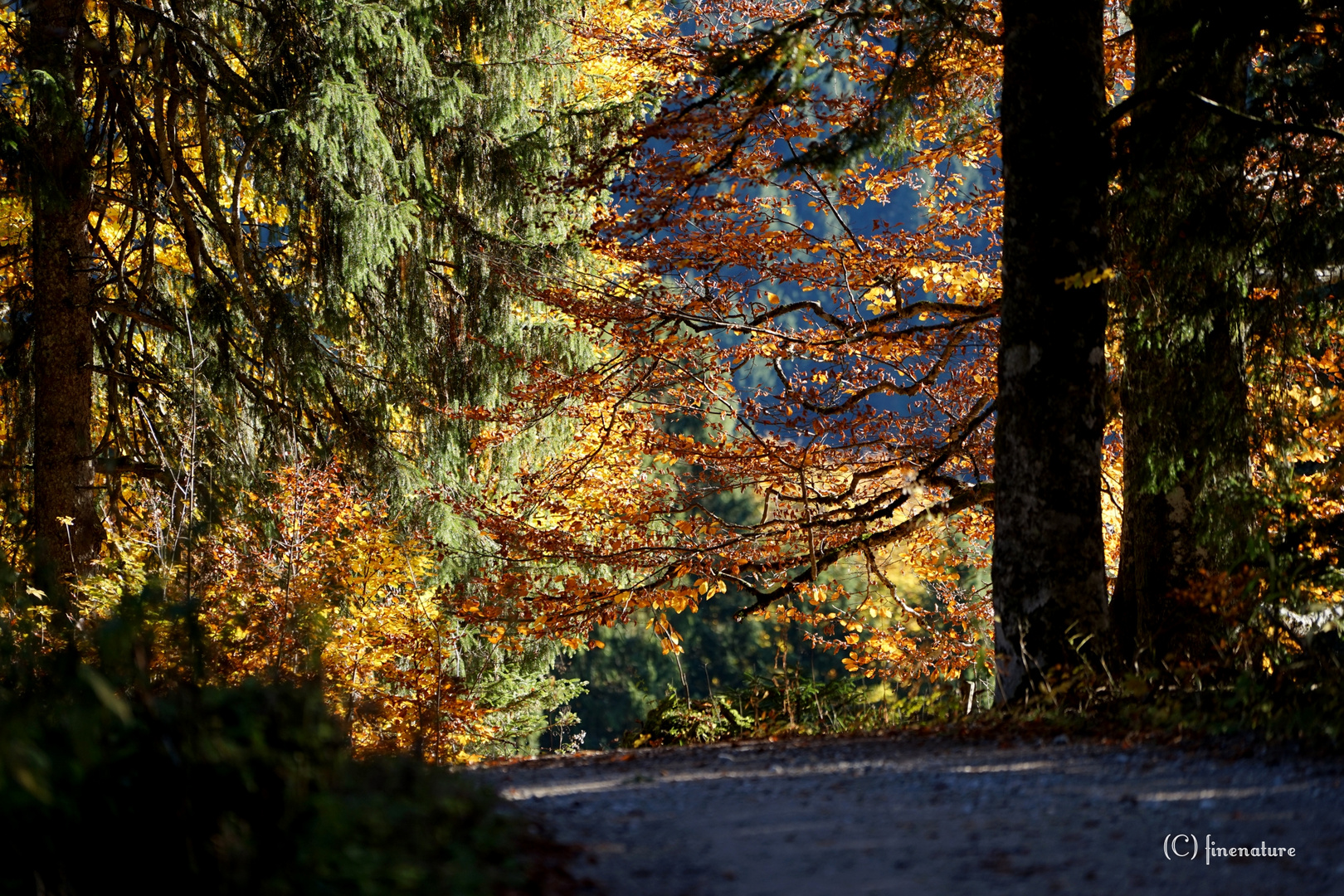 Oktobermorgen im Bergwald