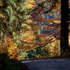 Oktobermorgen im Bergwald