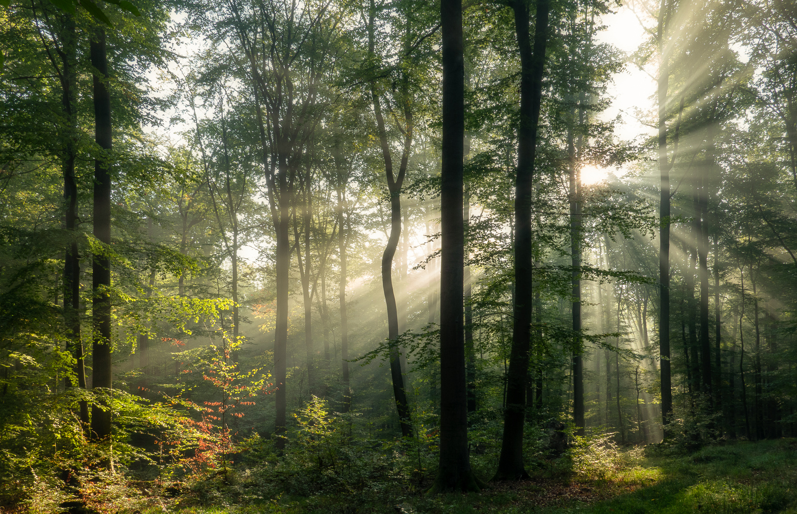 Oktobermorgen im Habichtswald