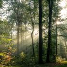 Oktobermorgen im Habichtswald