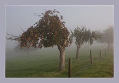 Oktobermorgen im Nebel