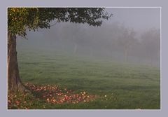 Oktobermorgen im Nebel II