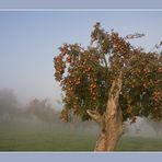 Oktobermorgen im Nebel III