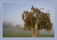 Oktobermorgen im Nebel III