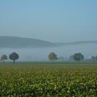 Oktobermorgennebel