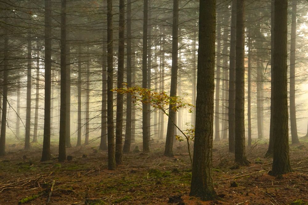 Oktobernebel