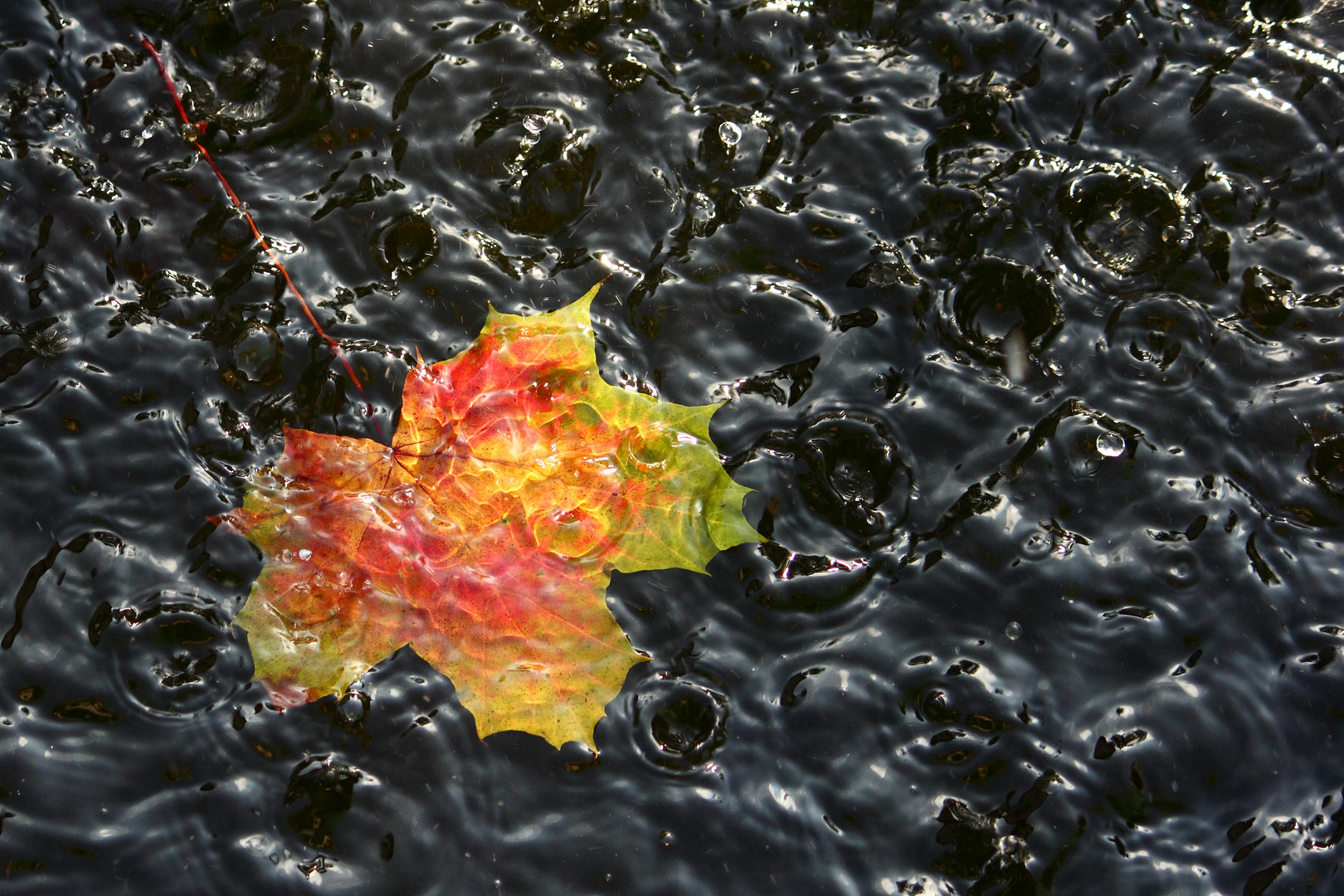 Oktoberregen