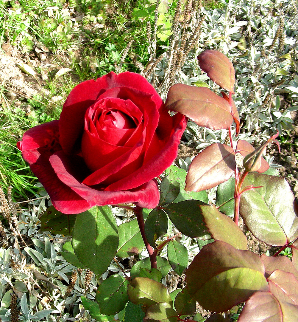 Oktoberrose