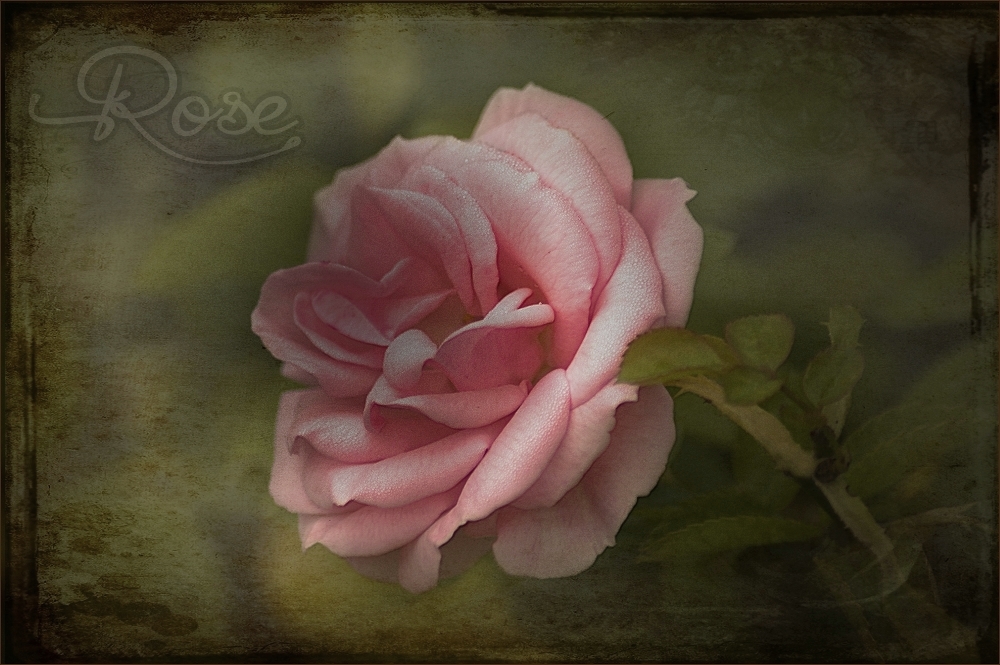 ~oktober°rose~