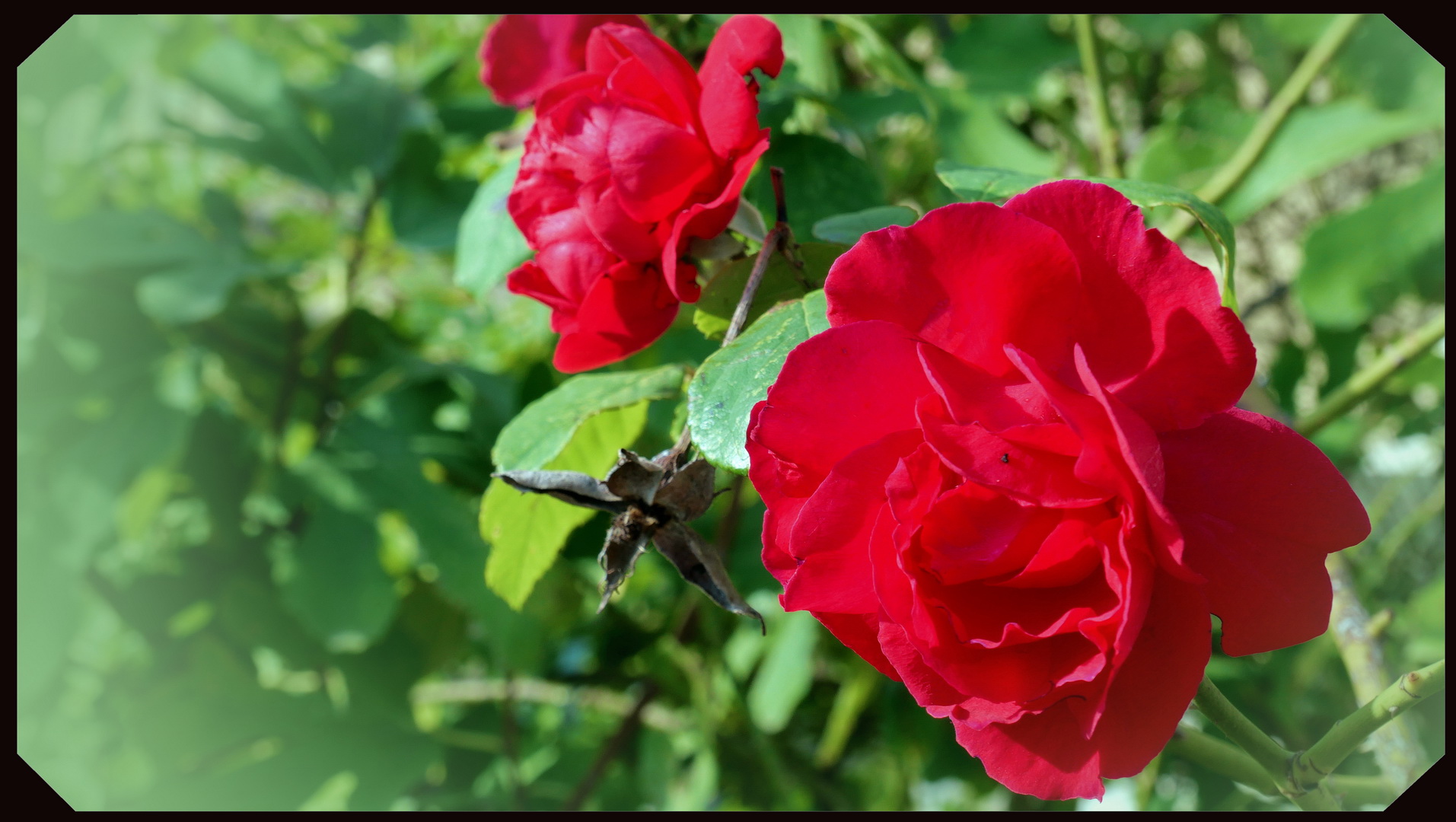 Oktoberrose aus Fräuleinmühle