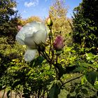 oktoberrose vor herbstlaub und blauem himmel.