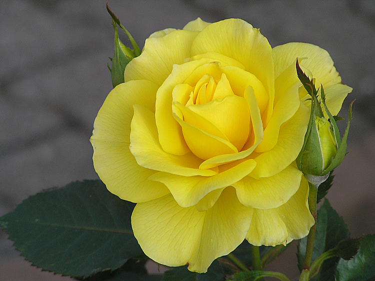 Oktoberrose - zauberhaft duftend!