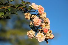Oktoberrosen