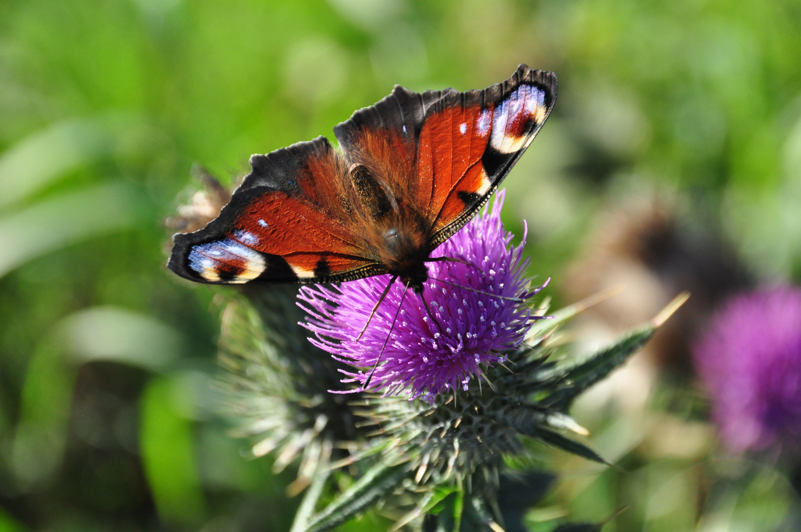 Oktoberschmetterling