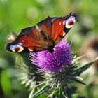 Oktoberschmetterling