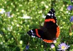 oktoberschmetterling ;o)