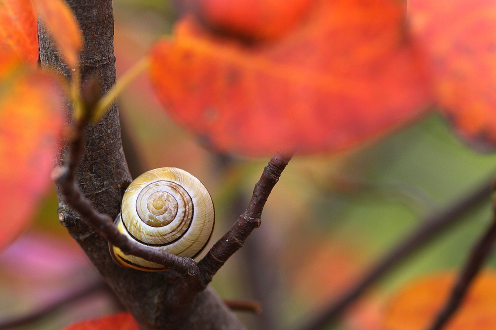 Oktoberschnecke