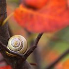 Oktoberschnecke