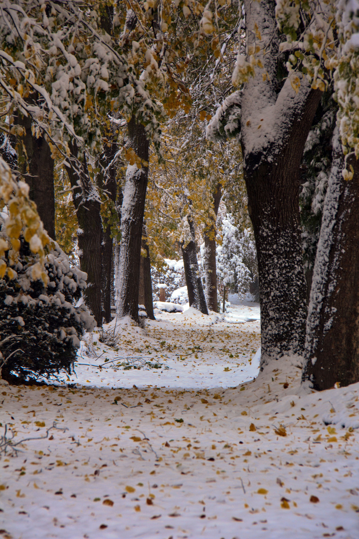 Oktoberschnee