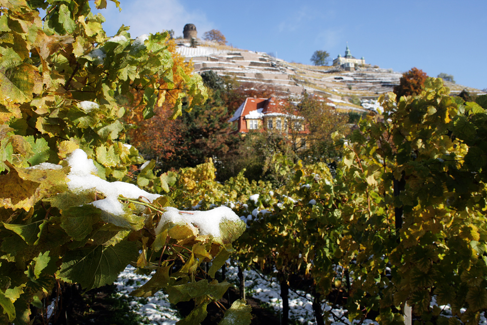 Oktoberschnee an der Hoflößnitz