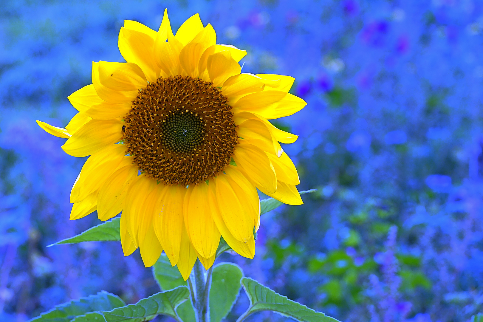 Oktoberschönheit Sonnenblume