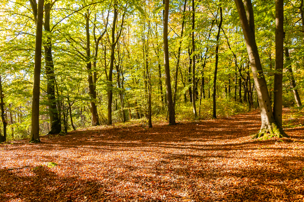 Oktobersonne