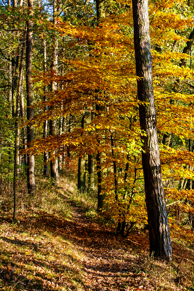 Oktobersonne