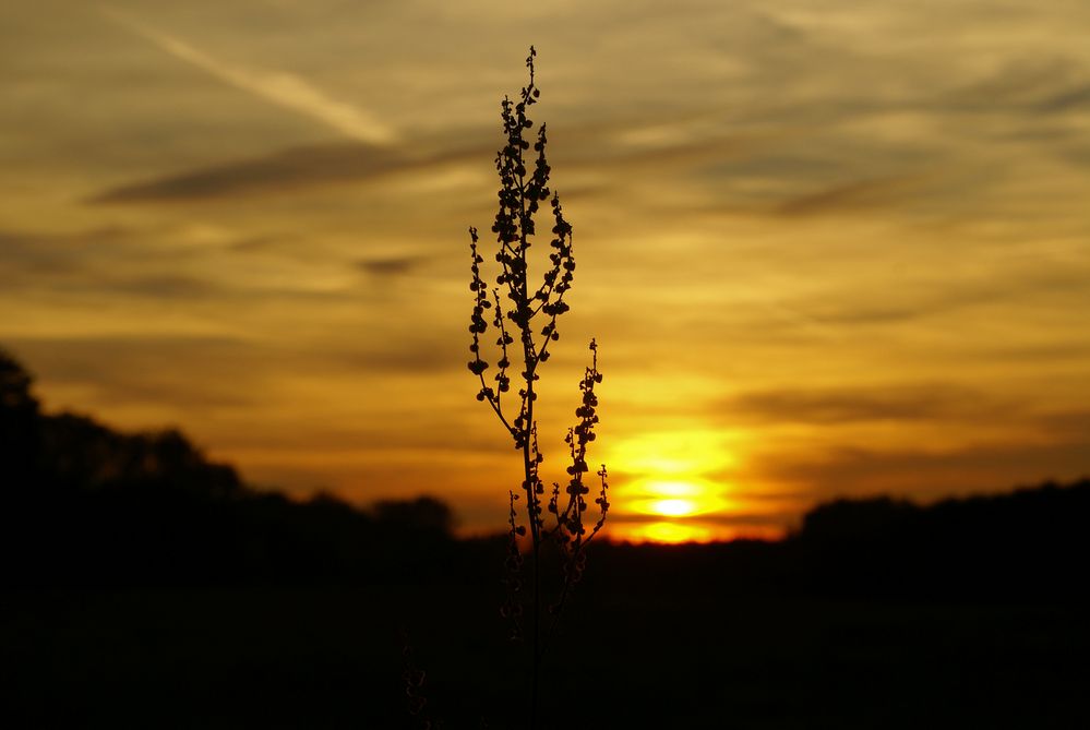 Oktobersonne