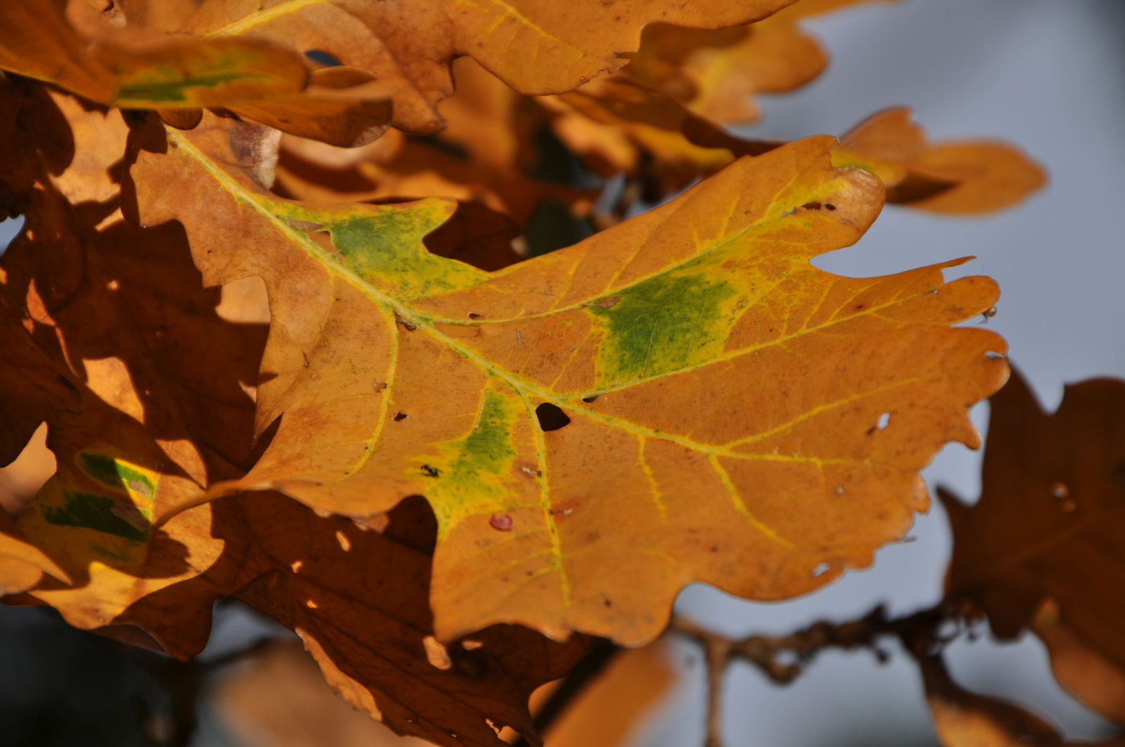 Oktobersonne