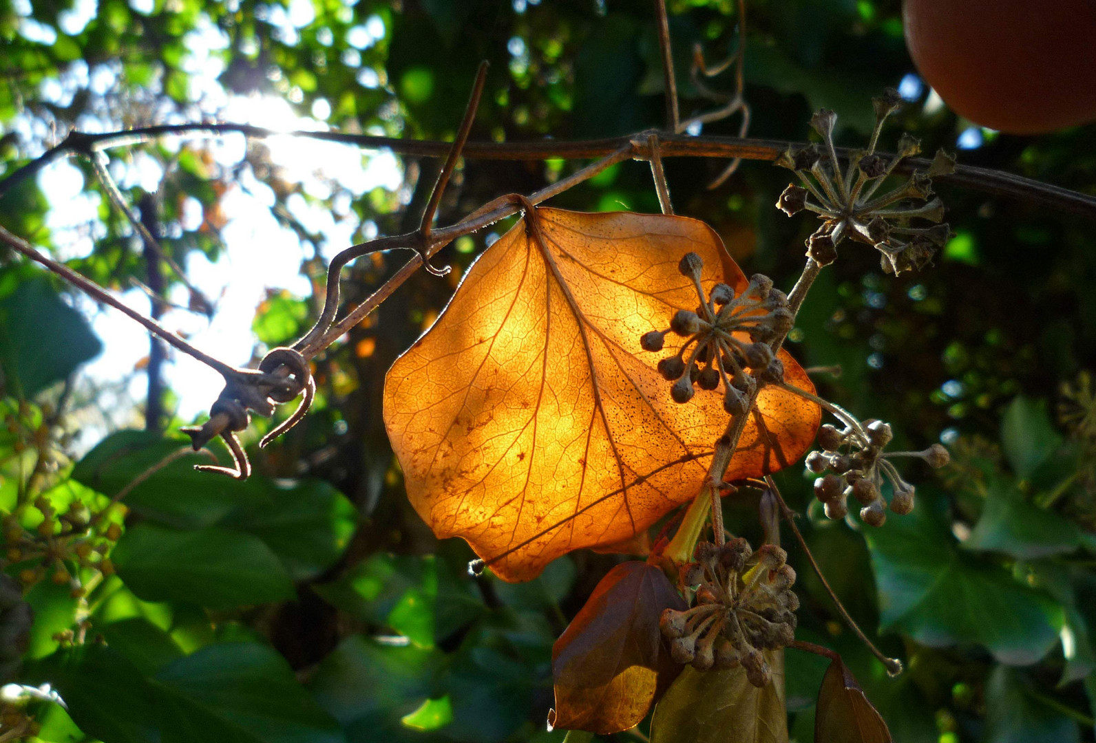 Oktobersonne