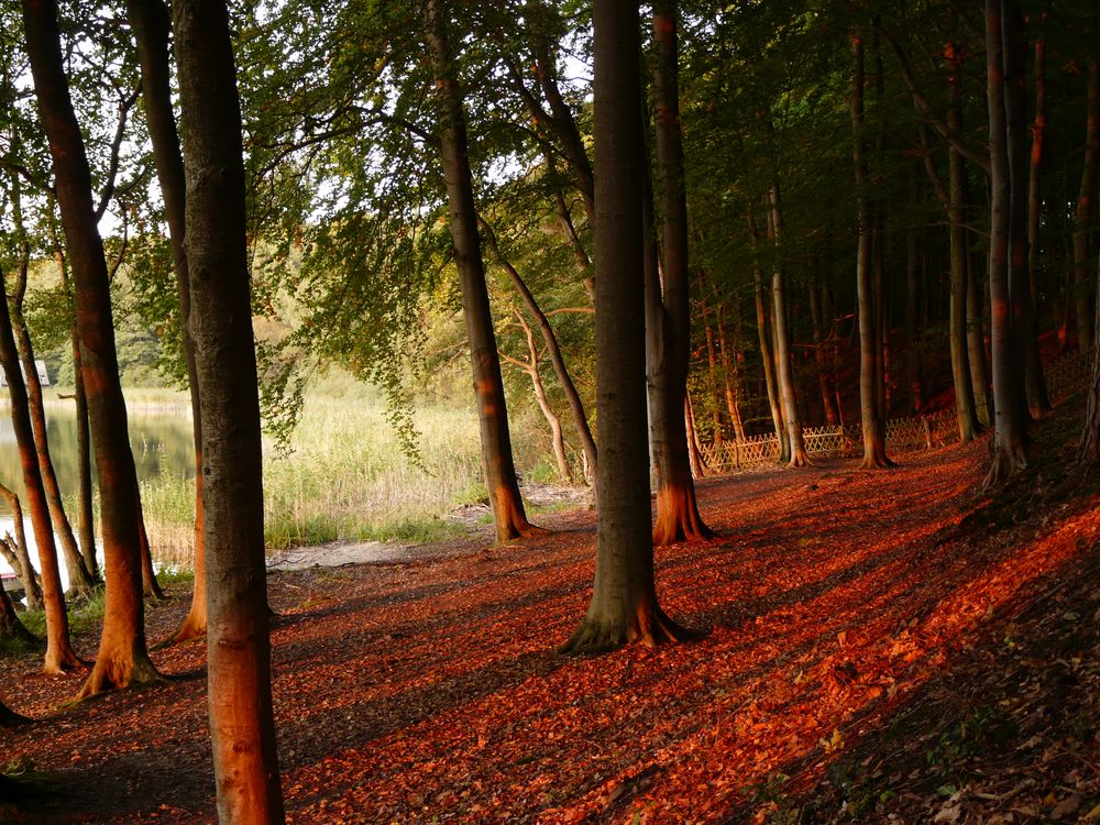 Oktobersonne by ziese frank 