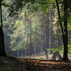 Oktobersonne im Grunewald