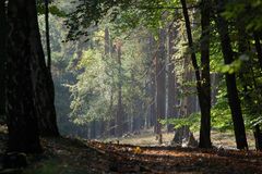 Oktobersonne im Grunewald